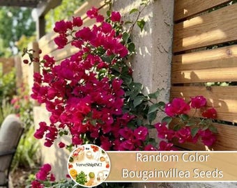 May include: A climbing bougainvillea plant with vibrant magenta bracts and green leaves growing against a textured wall and wooden slats. A circular label features the text VerveShipINC! and the words Random Color Bougainvillea Seeds.