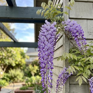 May include: A close-up of a wisteria vine with cascading purple flowers. The flowers hang down from a wooden structure and a weathered wooden wall. Green leaves are visible, and the background is blurred.