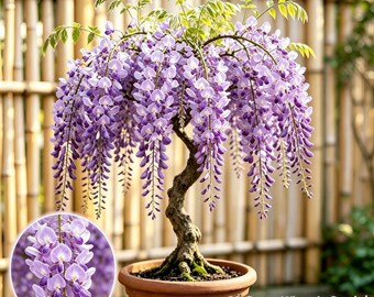 May include: A potted wisteria plant with a twisted trunk and cascading clusters of light purple flowers. A circular inset shows a close-up of the lavender blossoms. Text on the image reads 20 Count Wisteria Seeds | Perennia Blooming Vine.