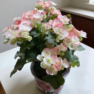 1000 Mixed Begonia Seeds | Shade Garden Seeds for Indoor Planters & Outdoor Displays