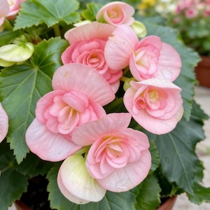 1000 Mixed Begonia Seeds | Shade Garden Seeds for Indoor Planters & Outdoor Displays