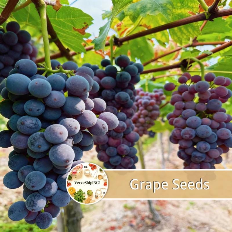 Grape Seeds for Home Garden 100 Count Fruit Planting Easy to Grow Indoor Outdoor