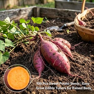 May include: A cluster of harvested sweet potatoes with reddish-purple skin and green leaves resting on dark soil, with a cross-section view showing orange flesh. Text reads: 100 Pcs Sweet Potato Seeds | Easy Grow Edible Tubers for Raised Beds.