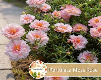 May include: A cluster of blooming Portulaca Moss Rose flowers with soft pink petals and bright yellow centers, featuring thin green succulent-like foliage. A circular logo with the text VerveShipINC! is visible near the bottom right.