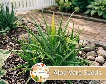 May include: An aloe vera plant with long, pointed, green succulent leaves and a single, upright, bright yellow flower spike. A circular logo with the text VerveShipINC and the words Aloe Vera Seeds are overlaid on the lower portion of the image.