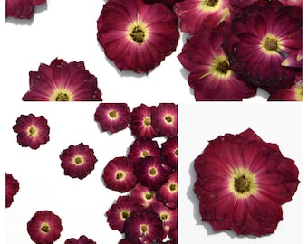 20pcs Heart shaped rose petal Real Pressed Flowers dried pressed flower