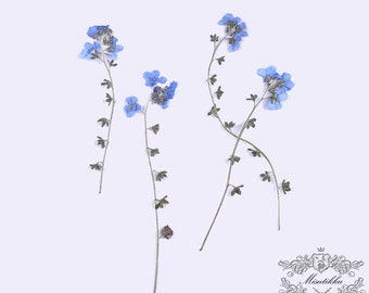 Very High Quality Pressed Dried British Forget Me Not Myosotis Flower 20pcs