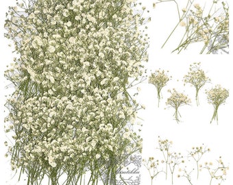 Babys Breath Etsy