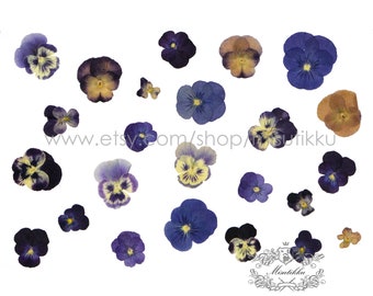 Stiefmutterchen Viola Blume Etsy