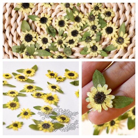 Pressed Dried Flowers 20pcs, Small Pressed Yellow Flower Set, Dried Flower  Mix for Crafts 