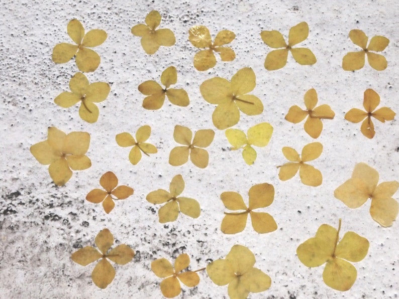 PF/_FL17T 100 PCS Pressed real Dry Transparent Hydrangea Flowers Dried Wedding flower Floral Home Decor Farmhouse Arrangement Resin Filling