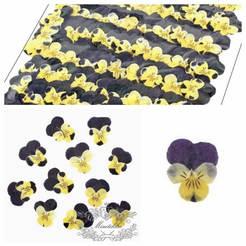 6 PCS Set (6-9CM) Dried Pressed Yellow Flower Stems, Real Pressed dried  Flowers, Flat Pressed Flower, Preserved Yellow Dried Flower Stems