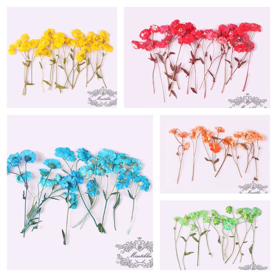 UK 31-37PCS Pressed Dried Flowers for Scrapbooking Bookmark Decor DIY Preserved 