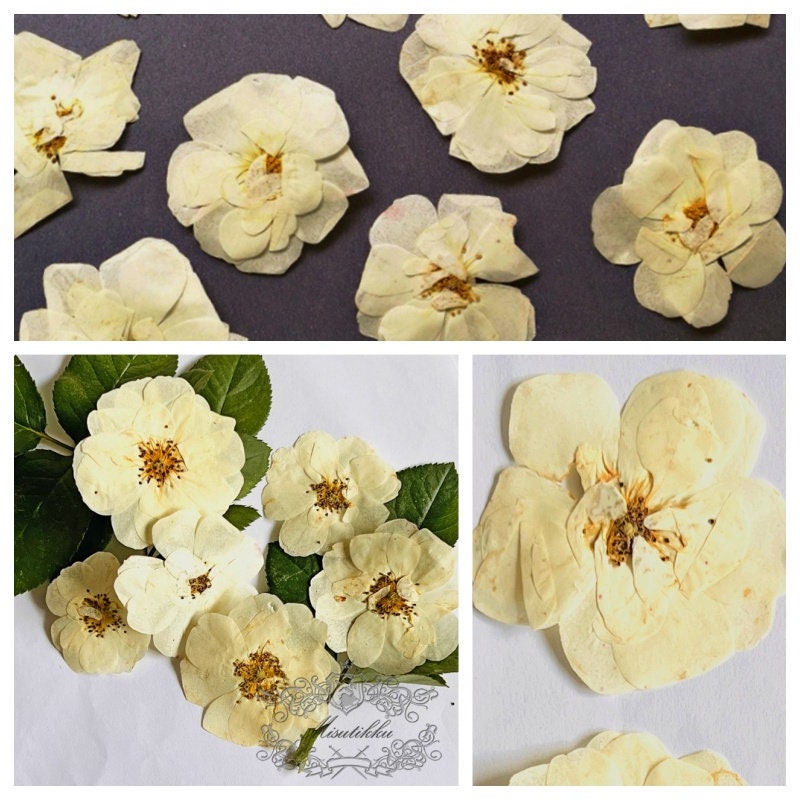 Pressed White Flower 100 Pcs/pack Bulk Pressed Flower on Stems