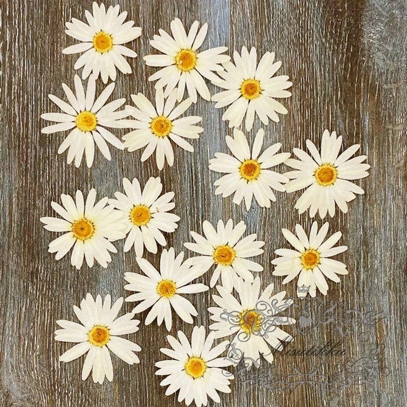 Pcs Set 3 5cm Pressed Ivory White Dried Flowers Real Etsy