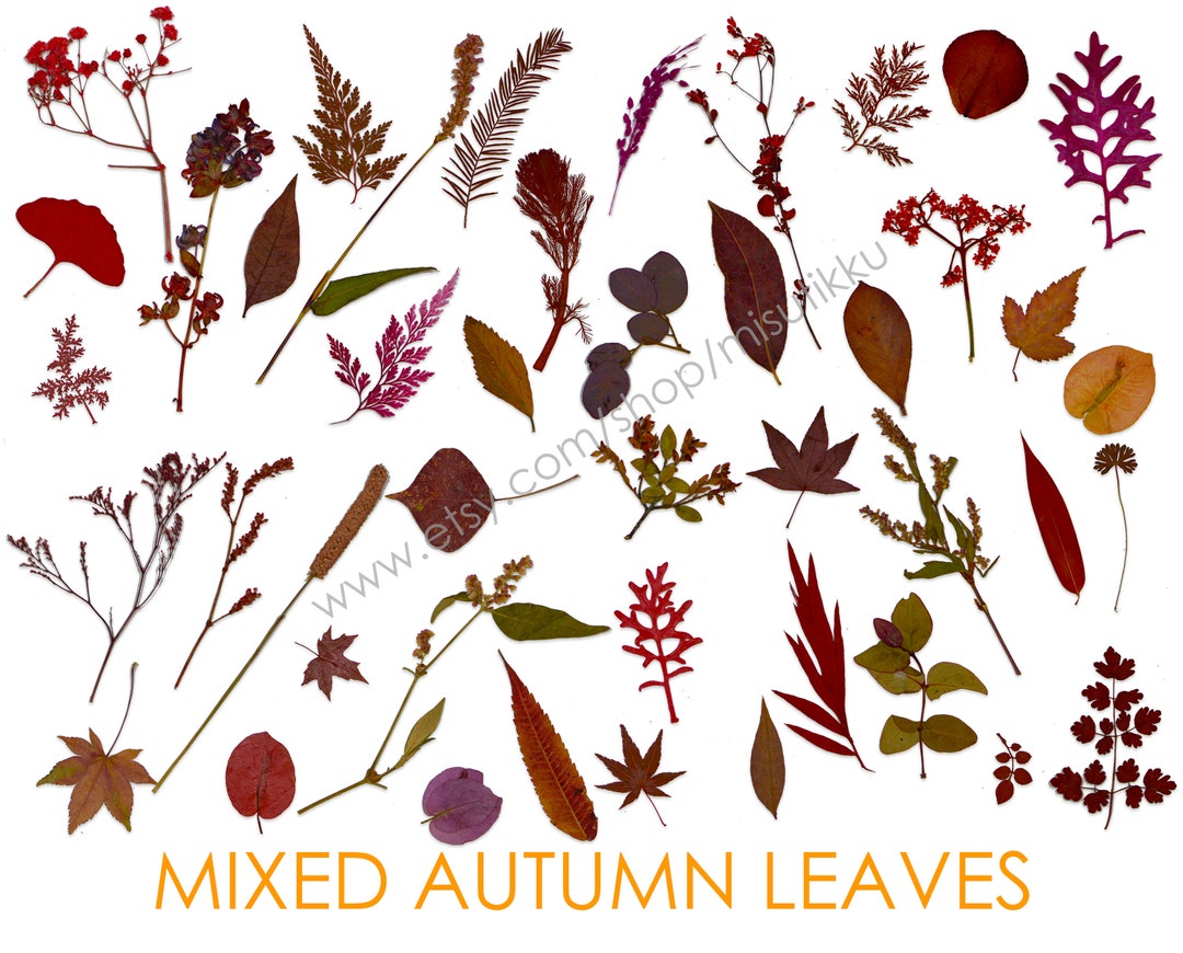 20 PCS Set Assorted Fall Leaves Real Dried Pressed Flower Leaves Mix ...