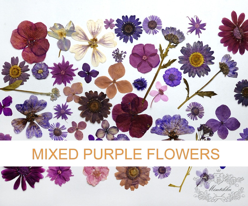 Pf Fl A Pack Of 20 Pcs Mixed Real Dried Pressed Flowers Leaves Petals Leaf Preserved Flat Dry Flower Bulk Greeny Mix Assorted Variety Pack Outdoor Gardening Home Living Kromasol Com