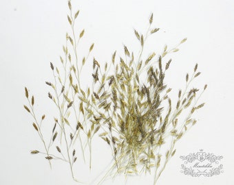 20 PCS Set (7-11CM) Pressed leaves Broom Grass Dried wildflowers Flat Real Flowers pressed Dry flower Real grass Pressed Leaf green foliage