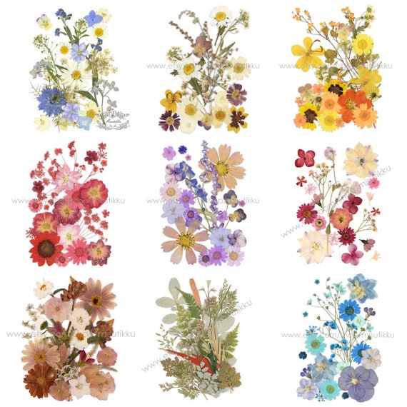 20 Dried Pressed Flowers With Stems. Wild Pressed Flowers. White Dried  Pressed Flowers for Crafting. Valentines Day 