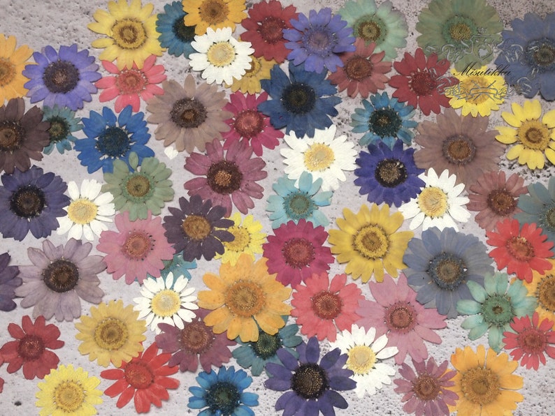 PF/_FL02G 20 PCS Olive Green Daisies Pressed Flat Daisy Flowers real Dry Daisy Flower Floral invitation Card Paper Goods Bookmark Envelope