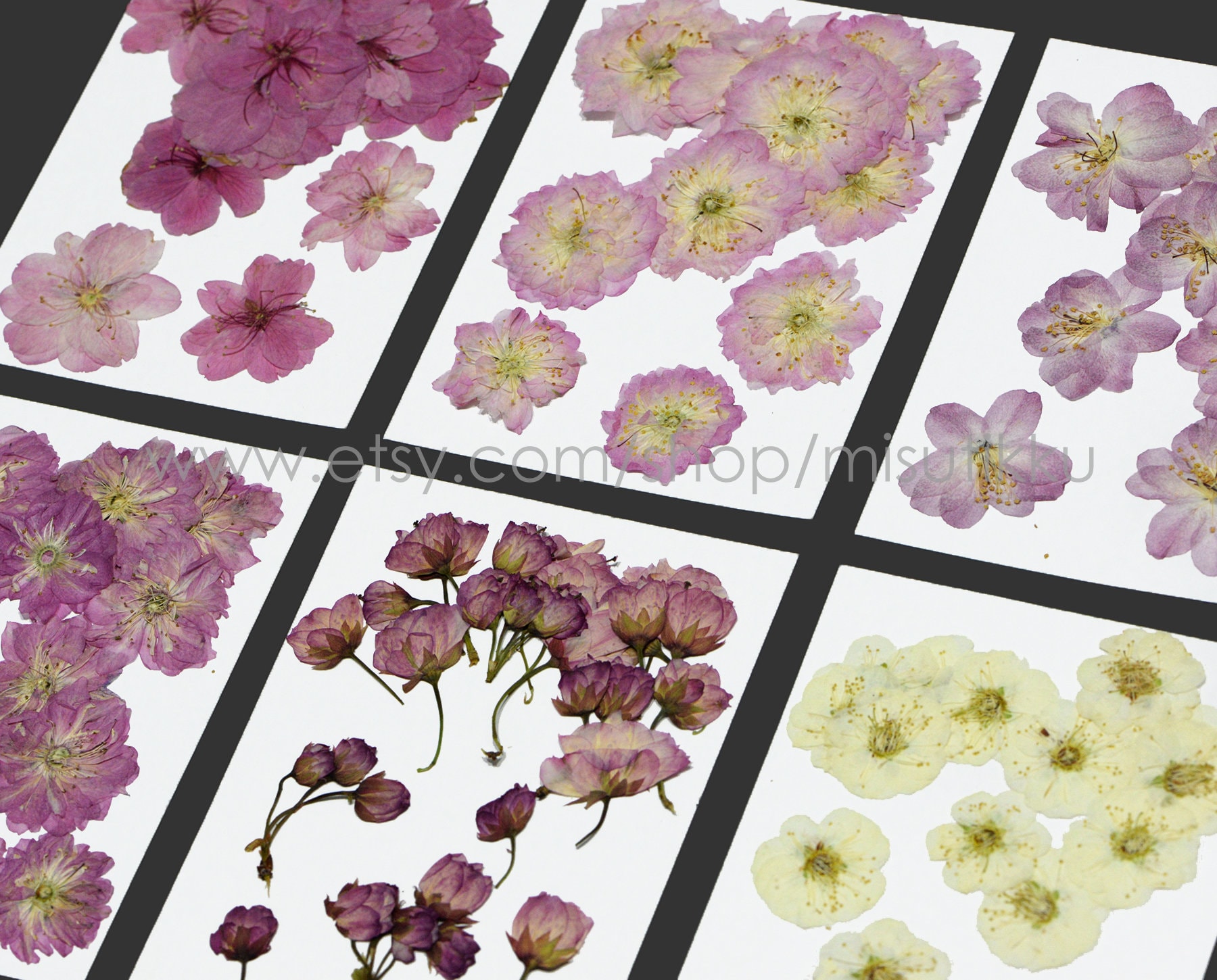 20 PCS Set Cherry Blossom Pressed Dried Flowers Pressed Sakura Etsy
