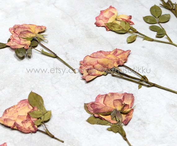Pressed Flowers,12 PCS Mixed Pressed Dried Roses, Dried Rose Flower Stems,  Red Rose Buds, Flat Pink Roses, Real Blue Roses, Dry Yellow Rose -   Canada