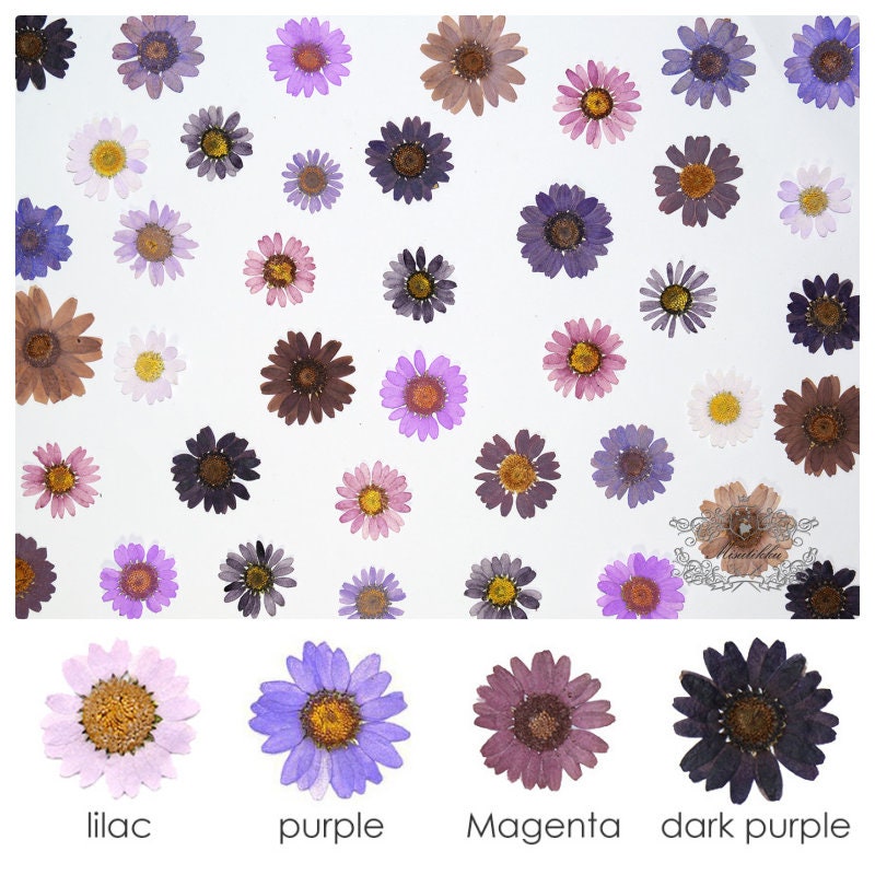 20 PCS / Pack Mix Color Daisy Pressed Daisies Dried Daisy Flower Real  Natural Dry Daisy Preserved Wild Flowers Flat Dry Petals Floral 