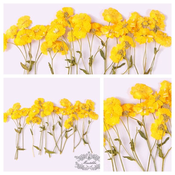 6 PCS Set (6-9CM) Dried Pressed Yellow Flower Stems, Real Pressed dried  Flowers, Flat Pressed Flower, Preserved Yellow Dried Flower Stems