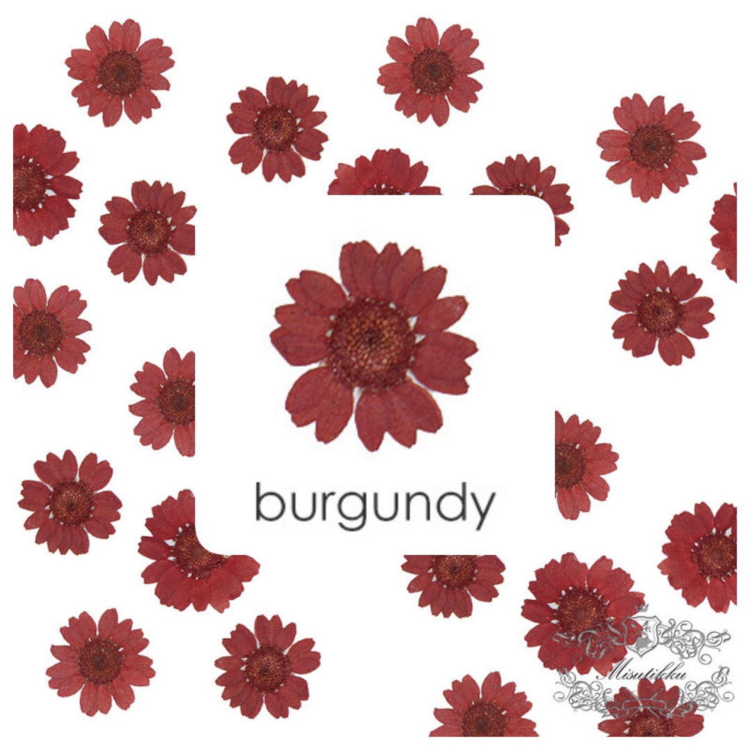 20 Pcs/set 23CM Pressed Daisy Real Dry RED Daisies Flower Preservation