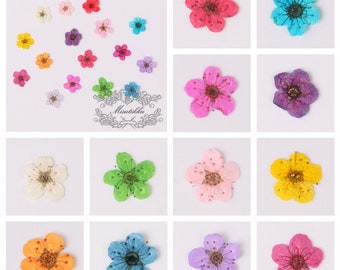 NUOLUX Flowers Pressed Dried Flower Sheet Nail Multiple Colorful Sticker  Craft Leafs Resinkit 