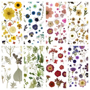 Dried Pressed Flowers for Crafts Pressed Flowers Mix Pack Dry Pressed  Flower Art Dried Real Flowers Card Making 145x106mm HM1031 