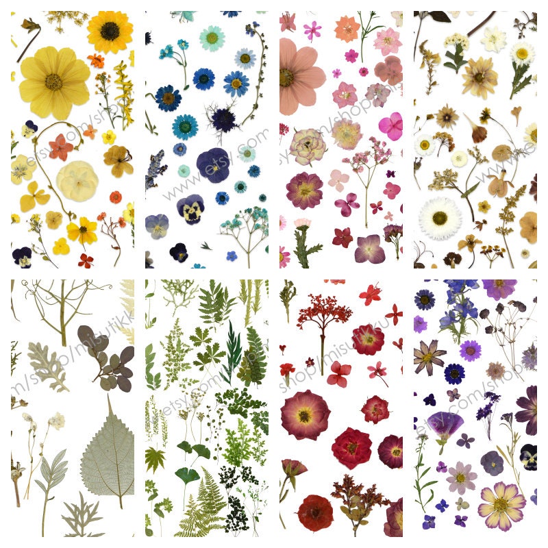 20 PCS Set Pressed Flower Mixed Pressed Dried Flower Packs Etsy