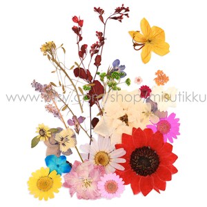 Pressed Flowers,  Scented Dream, Multicolor, 36 pcs Dried Florals by  Aviana Xu