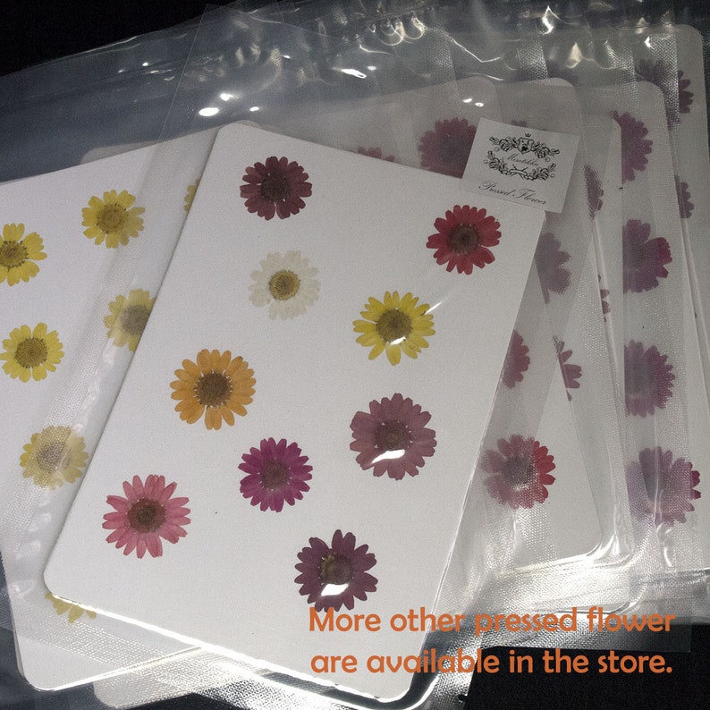 PF/_FL02G 20 PCS Olive Green Daisies Pressed Flat Daisy Flowers real Dry Daisy Flower Floral invitation Card Paper Goods Bookmark Envelope