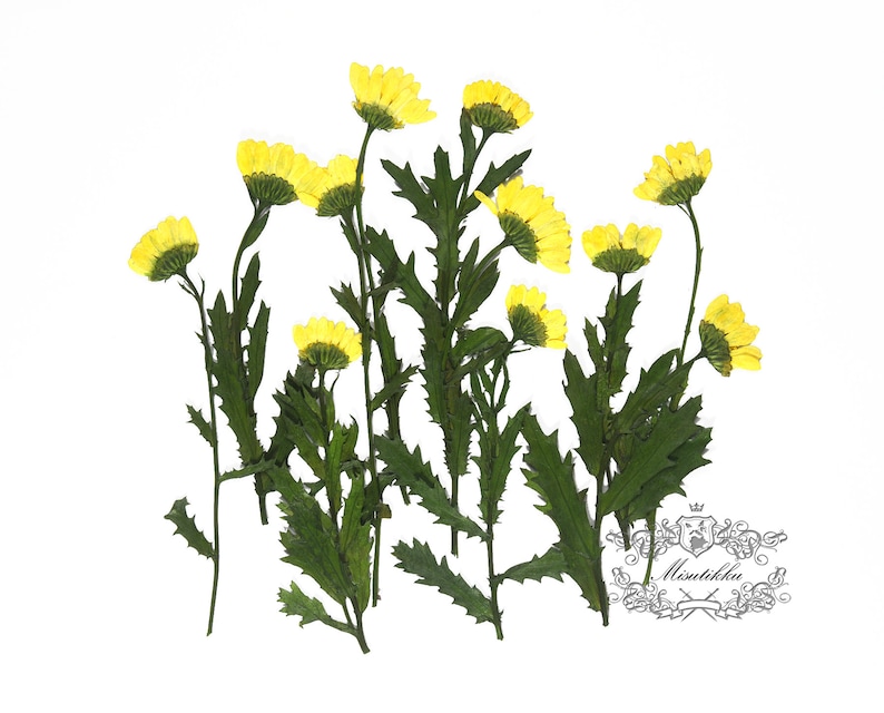 Set of 100 Pieces X Yellow Daisies with Branch Real Dry Pressed Flower Preserved Wild Flowers Flat Dried Petals dry leaves with stem