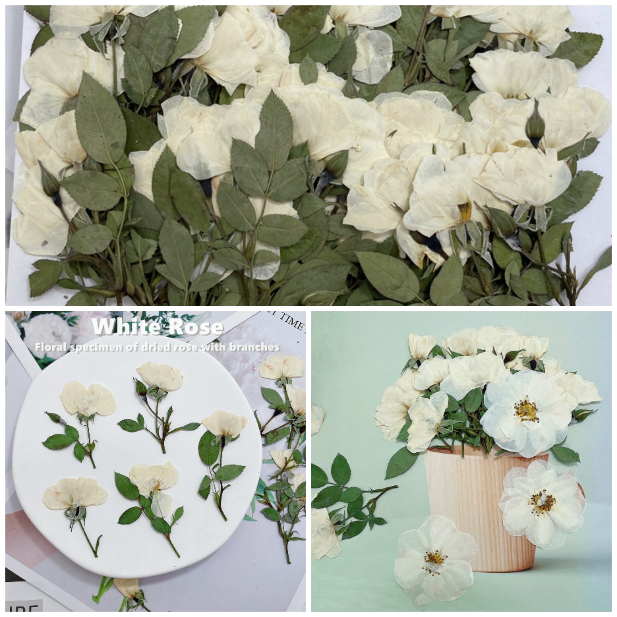 6 PCS Set 5-8CM Pressed White Rose Flower Stems, Pressed Dried Rose Flower  Stems, Preserved Dried Roses, Flat Pressed Rose Flowers Stems 