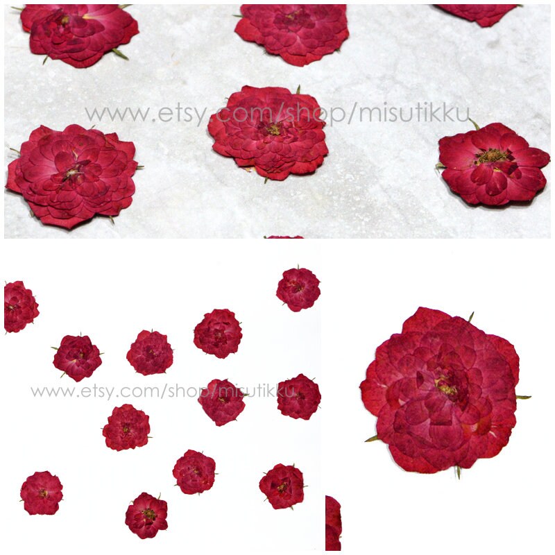 6 PCS Set 5-8CM Pressed White Rose Flower Stems, Pressed Dried Rose Flower  Stems, Preserved Dried Roses, Flat Pressed Rose Flowers Stems 