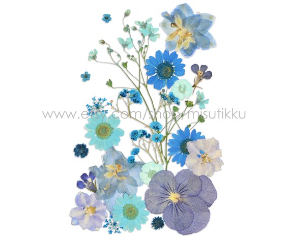 20 PC SAMPLE PACK Flores Secas Prensadas Mezcladas Flores - Etsy España 20 PC SAMPLE PACK Flores Secas Prensadas Mezcladas Flores - Etsy España