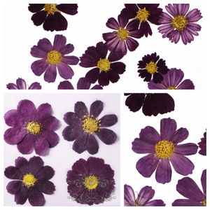 Pressed Flowers,  Delightfully Purple, Purple Collection, 33 pcs Dried  Florals by Aviana Xu