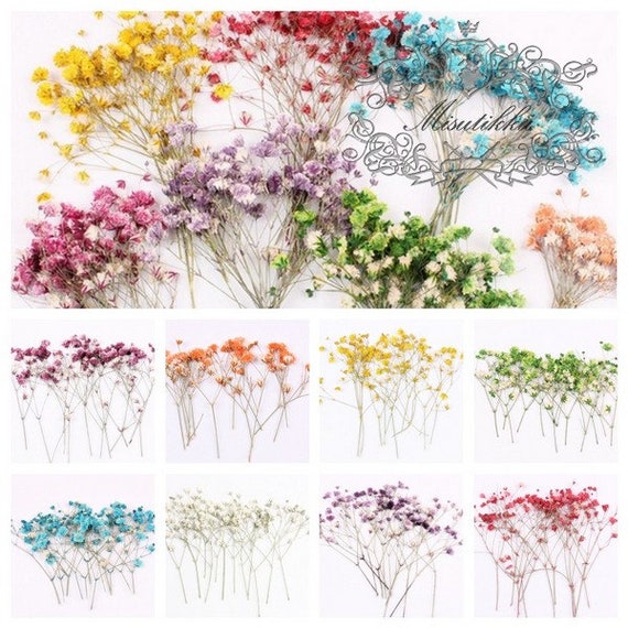 20 PCS Set 4-6CM Pressed Baby's Breath Flowers Bulk, Real Pressed Dried  Flowers, Dry Gypsophila Flowers, Preserved Flat Flower Stems 