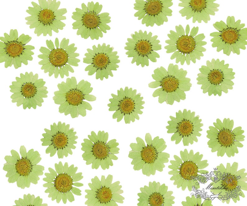 PF/_FL02G 20 PCS Olive Green Daisies Pressed Flat Daisy Flowers real Dry Daisy Flower Floral invitation Card Paper Goods Bookmark Envelope