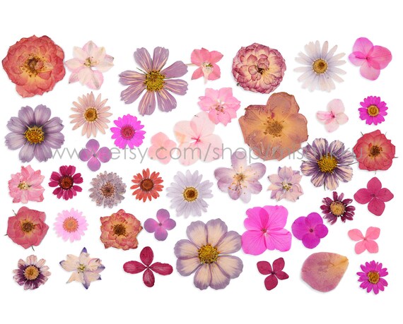 Set of Spring Dry Pressed Flower Clipart