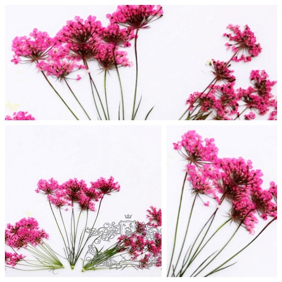 12 PCS/Set (5-8CM) Pressed Pink Flower Stems, Real Dried Pink Flowers, Flat  Dried Flower Stems, Pink Pressed Flowers, Preserved Pink Flowers
