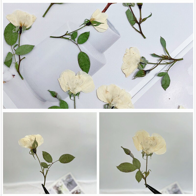 6 PCS Set 5-8CM Pressed White Rose Flower Stems, Pressed Dried Rose Flower  Stems, Preserved Dried Roses, Flat Pressed Rose Flowers Stems 
