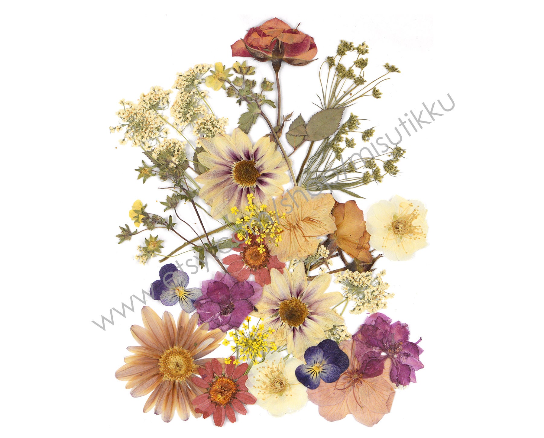 Dried Pressed Flowers For Crafts - Pressed Flowers Mix Pack - Dry Pressed  Flower Art - Dried Real Flowers - Card Making - 145x106mm - HM1029