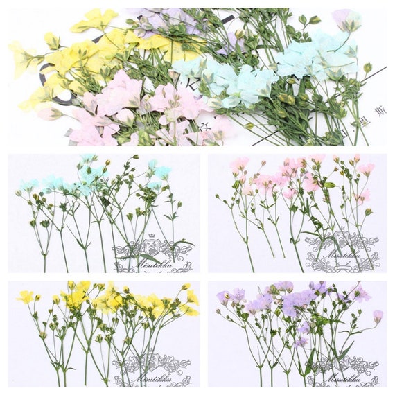 20 PCS Pack 6-9CM Pressed Flower Stems, Dried Pressed Pink Flowers, Real  Blue Flower Stems, Yellow Flat Flowers, Purple Dry Flower Stems 