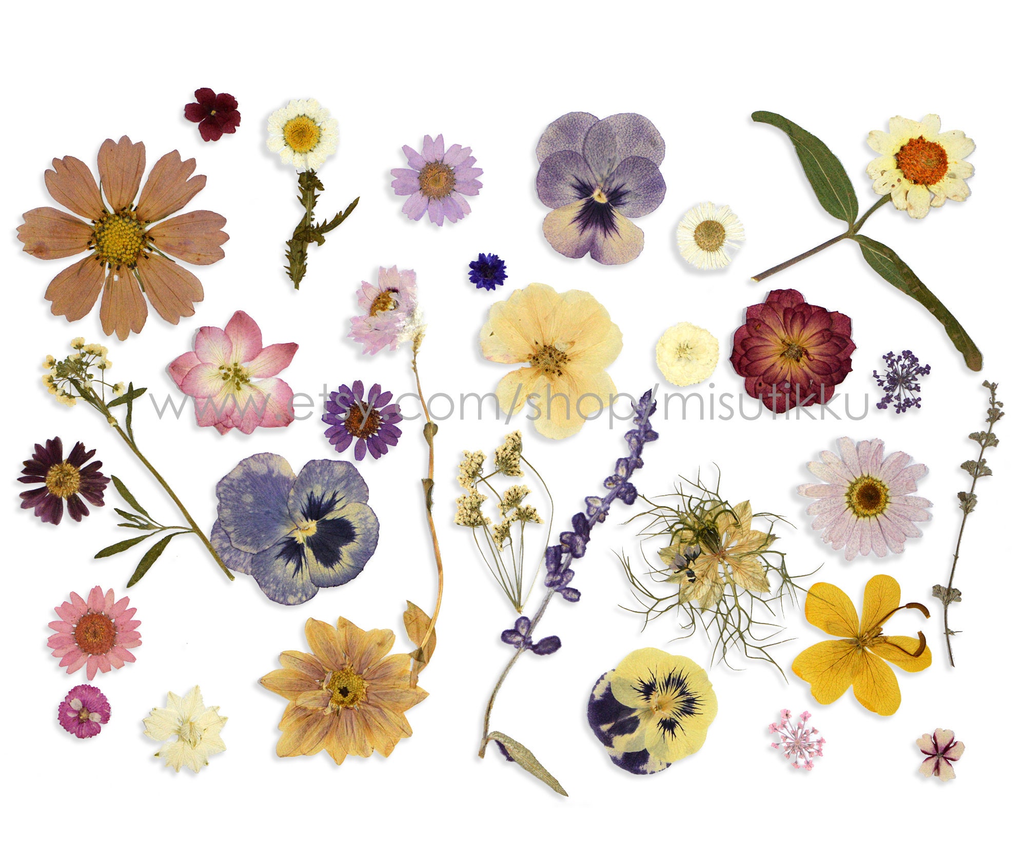 20 Pc Sample Pack Pressed Flowers, Dried White Flowers Mixed, Real  Assorted, Preserved Flat - Yahoo Shopping
