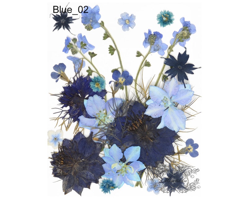 20 PCS Pressed Blue Flower Mix Bulk Variety Pack Real Dry Etsy