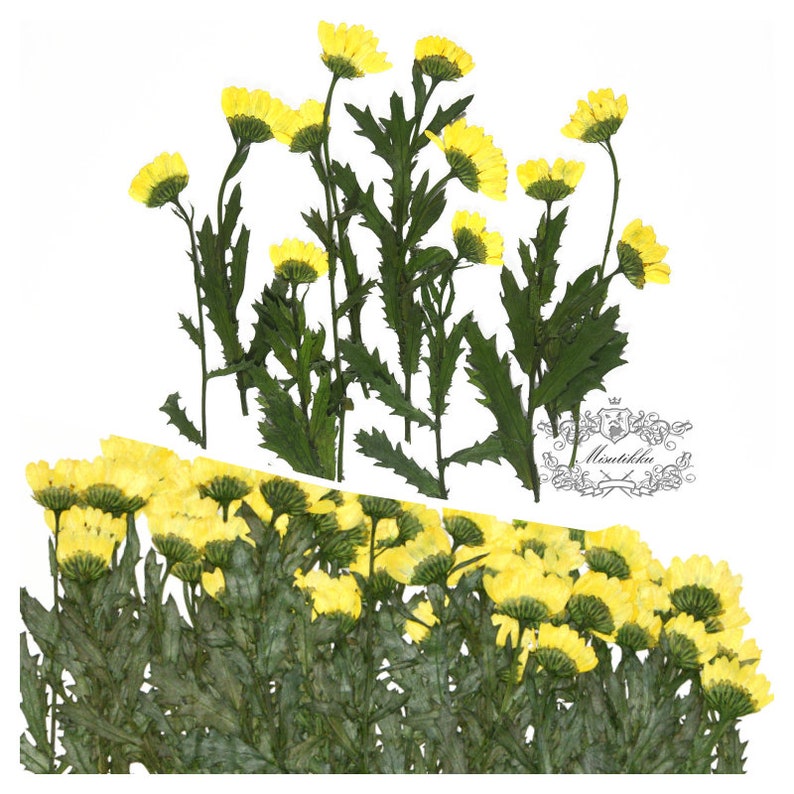 Set of 100 Pieces X Yellow Daisies with Branch Real Dry Pressed Flower Preserved Wild Flowers Flat Dried Petals dry leaves with stem