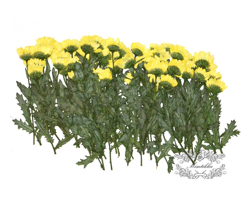 Set of 100 Pieces X Yellow Daisies with Branch Real Dry Pressed Flower Preserved Wild Flowers Flat Dried Petals dry leaves with stem